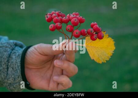 Man`s hand holding ripe red rowan berries on a branch with yellow leaf. Autumn park. Stock Photo